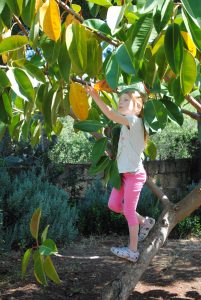 Karoline plyndrer et gummitræ i haven i Scopello