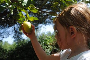 Karoline plukker friske citroner i haven, Scopello